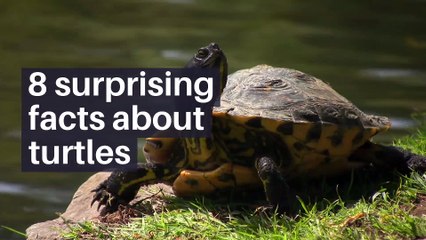 8 surprising facts about turtles