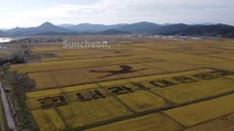 Una comunidad de corea del sur convirtió sus campos de arroz en arte