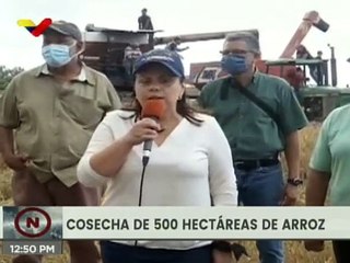 En Delta Amacuro se cosechan 500 hectáreas de arroz con una producción de 300ton de semillas