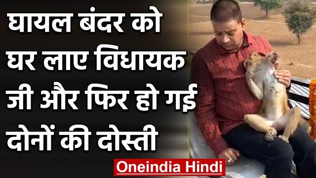 Rajasthan: Injured Monkey को घर लाये MLA जी और फिर हो गई दोनों की दोस्ती, देखिए | वनइंडिया हिंदी