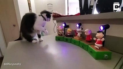 Download Video: Ce chat va détester Noël pour le reste de sa vie