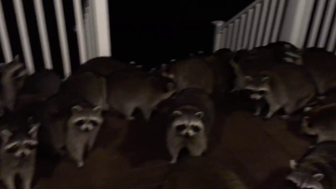 Il ouvre sa porte et regardez qui l'attendait derrière...