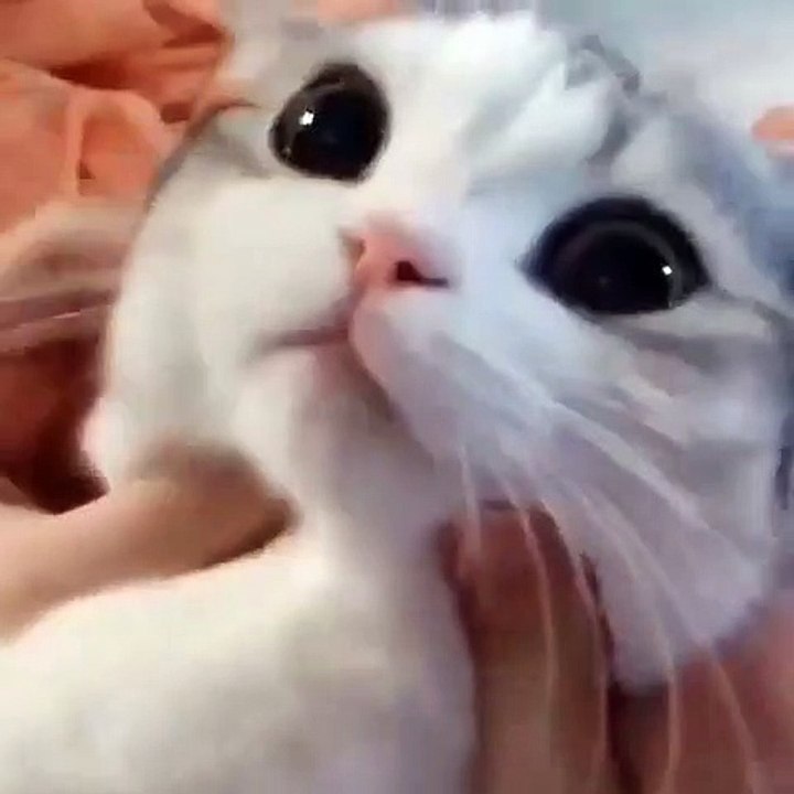 cute cat video