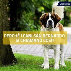 Perché il cane San Bernardo si chiama così?