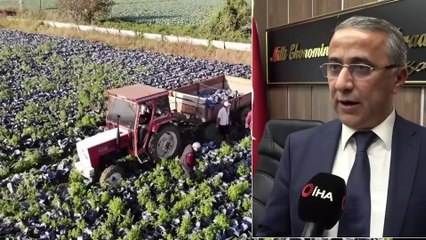 Samsun Tarımsal Üretimde Zirveyi Zorluyor