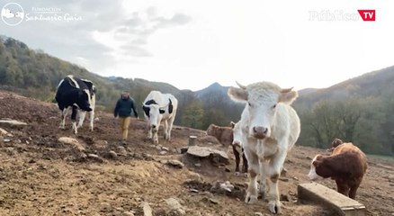 Santuario Gaia: cómo salvar a los animales del maltrato