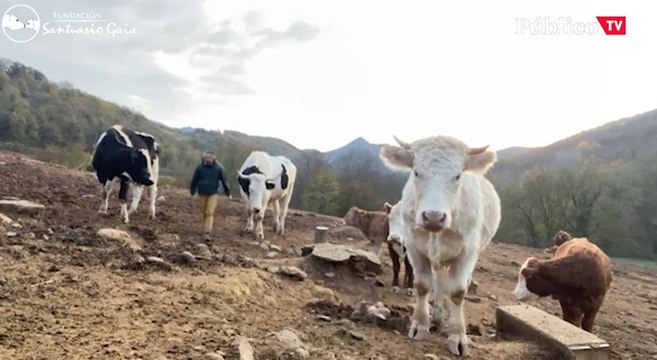 Santuario Gaia: cómo salvar a los animales del maltrato