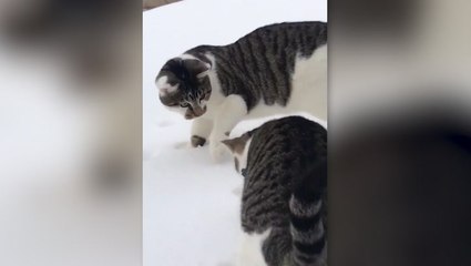 Kittens experience snow for the first time