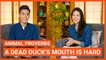 Animal Proverbs: A Dead Duck’s Mouth Is Hard | Intermediate Lesson | ChinesePod (v)