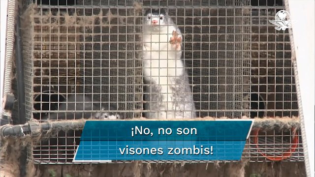 Visones sacrificados por coronavirus emergen de sus tumbas en Dinamarca