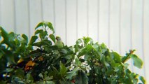 Beautiful Parrots / Green Parrots