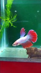 Beautiful Tiger Fish / Aquarium View