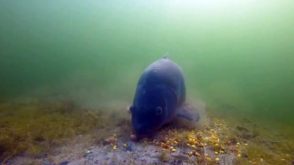 Best carp underwater fishing compilation 2020 (High quality)