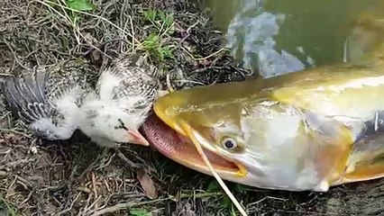 Big Monster Unique Hunting Style_Best Video On  Unbelievable Chicke