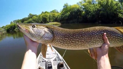 Fishing A Duck Lure For MONSTER Pike