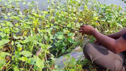 how to catch fish __ very easy way to catch __ village fishing