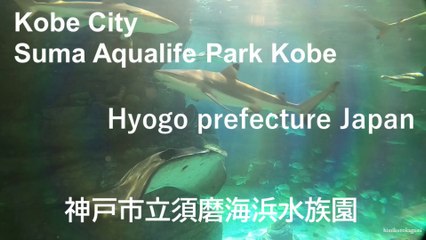 【兵庫県神戸市】神戸市立須磨海浜水族園【Hyogo prefecture】【Suma Aqualife Park】【japan】