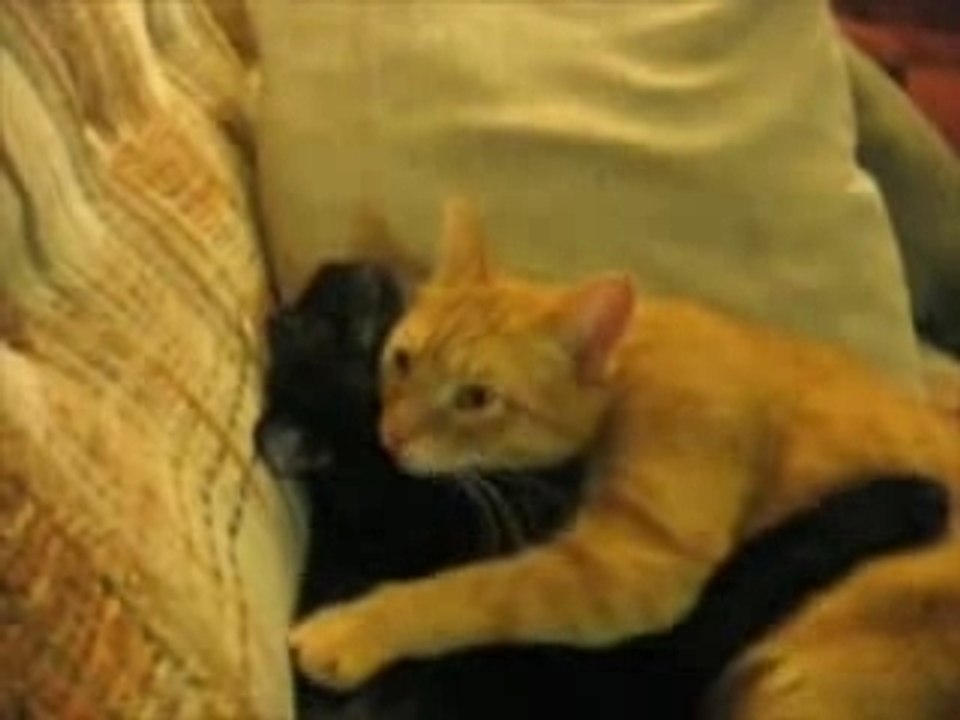 Video Cat love
