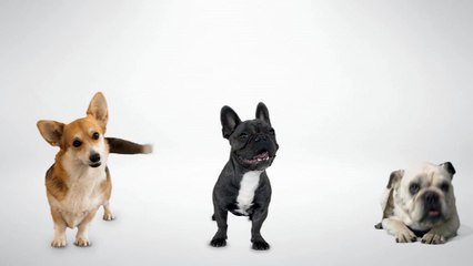 Clifford The Big Red Dog - Teaser