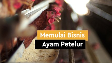 Cobain Yuk Peluang Bisnis Ayam Petelur...