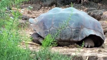 Evolución y adaptación de las iguanas marinas