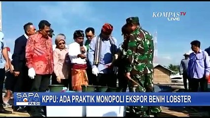 KPPU Mengungkap Ada Praktik Monopoli Ekspor Benih Lobster Dalam Hal Jasa Pengiriman
