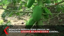 Siswa SMKN 6 Kendal Melakukan Budidaya Pepaya Bersama Petani