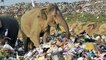 Sri Lanka digs trenches to keep hungry elephants away from landfill