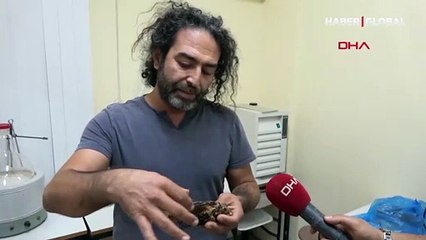 Aslan balığı zehri için 'cinsel problemlere çözüm olabilir' açıklaması geldi, uzman uyardı