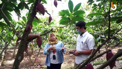 JALAN SUTRA - KAKAO EDEL, PENANAMAN DARI BIBIT HINGGA SIAP JADI KUDAPAN PART 1