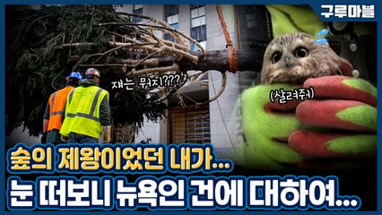 [구루마블] 크리스마스 트리 속에서 발견된 귀요미 올빼미 / YTN