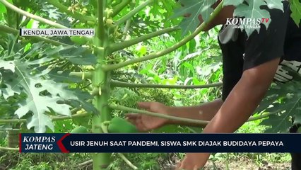 Usir Jenuh Saat Pandemi, Siswa Diajak Budidaya Pepaya