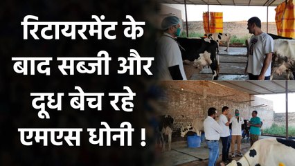 MS Dhoni संन्यास के बाद कर रहे Organic Farming, बेच रहे हैं Cow's Milk & Tomatoes | वनइंडिया हिंदी