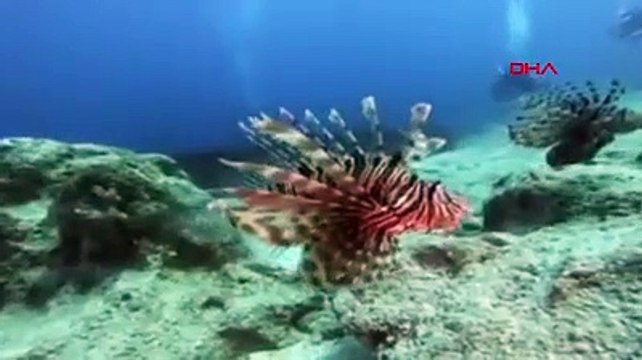 Süveyş Kanalı'ndan geliyor; uzmanından 'aslan balığı' uyarısı