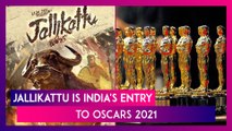 Jallikattu Is India's Entry To Oscars 2021; Here’s All You Need To Know About The Malayalam Film