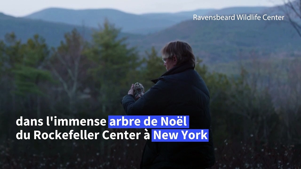 La petite chouette de l'arbre de Noël de New York retrouve sa liberté