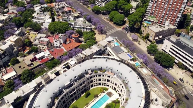 BUENOS AİRES - (Drone) Buenos Aires sokakları ilkbaharda Jakaranda ağaçlarının renklerine bürünüyor