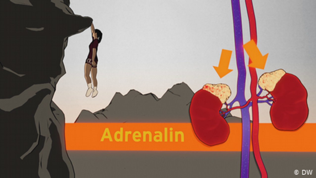 Welches Hormon macht was?