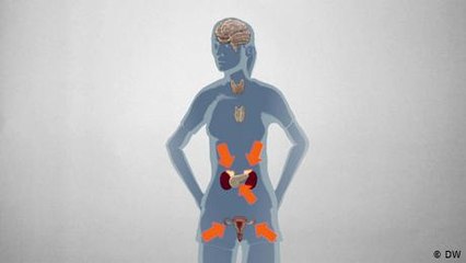 Which hormone does what?