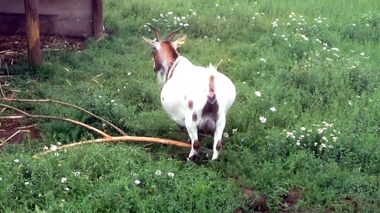 Farm and garden centre Little Jacks near Bottesford, Grantham, England