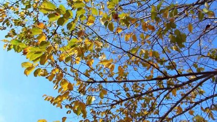 Autumn Leaves in Japan