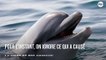Hécatombe : Une centaine de dauphins-pilotes meurent échoués en Nouvelle-Zélande