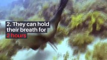 8 fun facts about seals