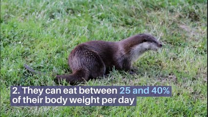 8 amazing facts about Otters