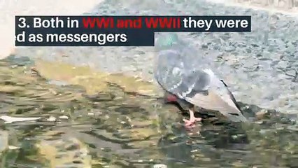 10 interesting facts about Pigeons
