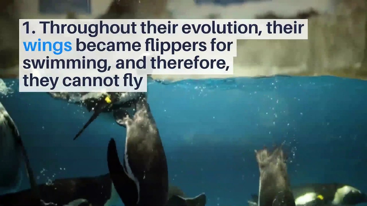 8 interesting facts about Penguins