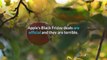 Apple Black Friday 2020 AirPods Pro iPad iPhone New MacBook Pro Deals