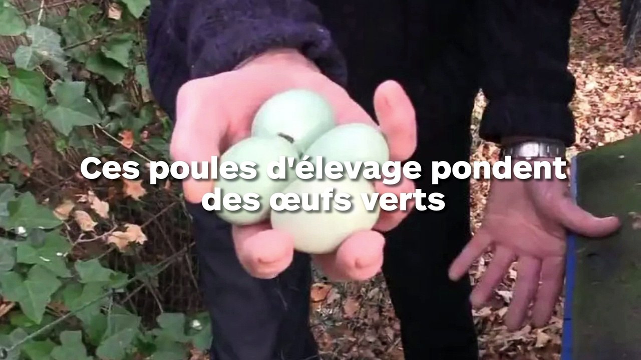 Ces poules pondent des œufs verts et la chair des poulets est bleue