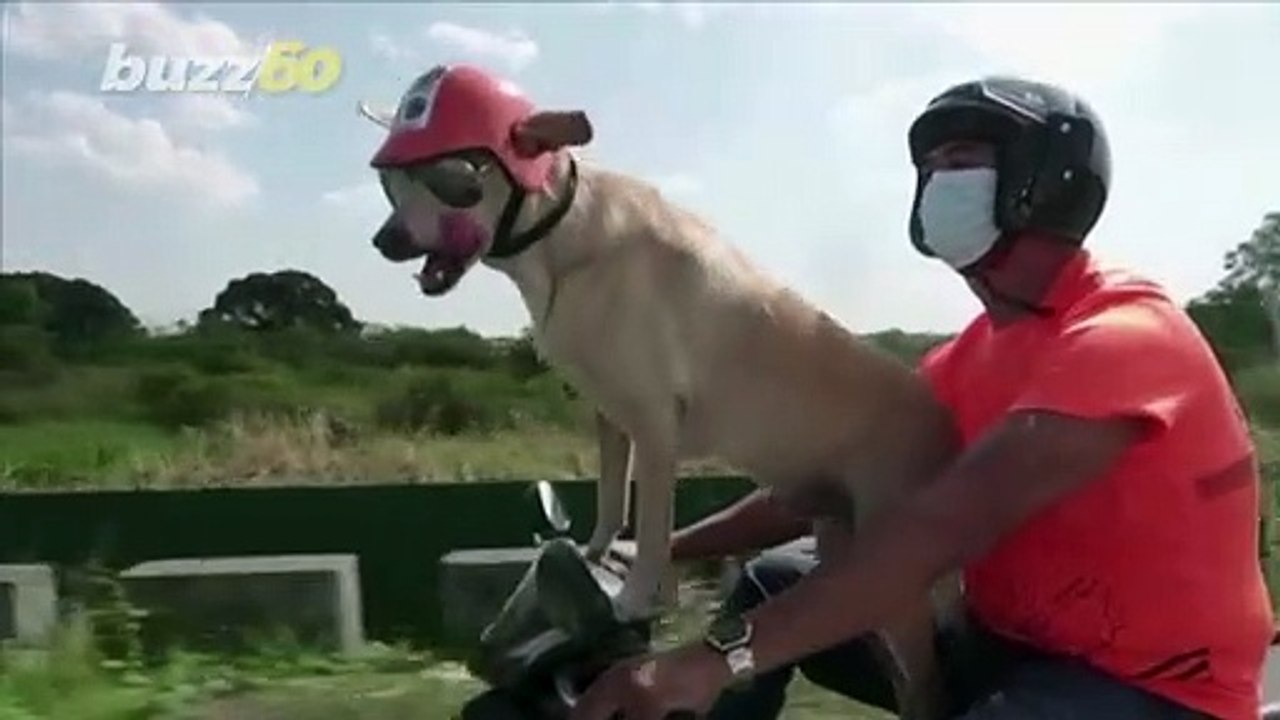 Road Dog! This Motorcycle Riding Pooch From The...