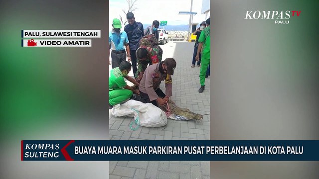 Buaya Muara Masuk Parkiran Pusat Perbelanjaan di Kota Palu